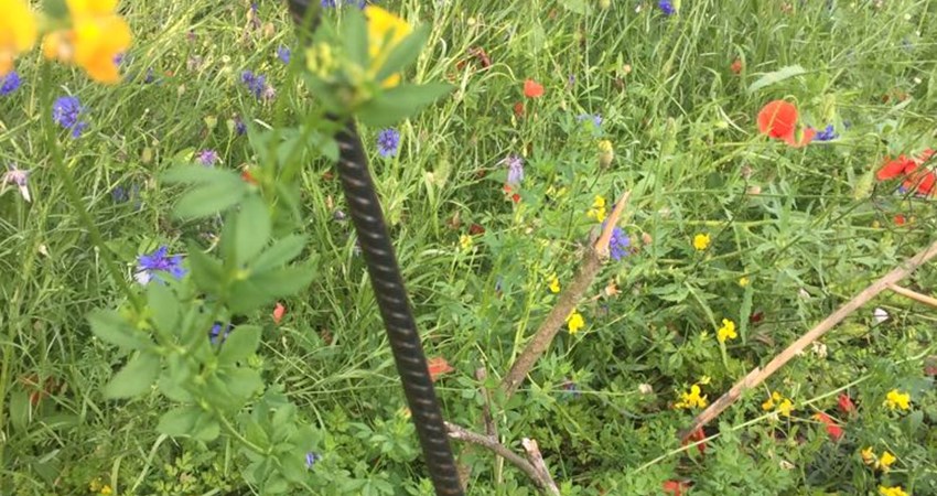 Vilde blomster frøblanding.jpg